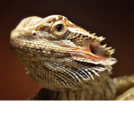 bearded dragon lvrs