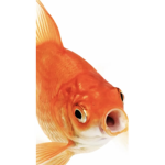 The fish boi