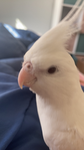 Bird friendship