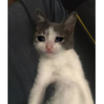 VENVO