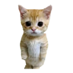 Animal army group thing