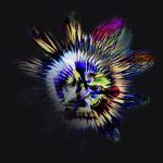 Flower ~ ɹǝʍolℲ