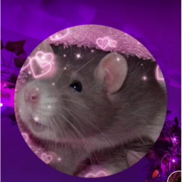 Hamster and car