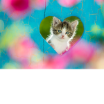 kittens are so cute!