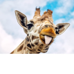 GiraffezRule army