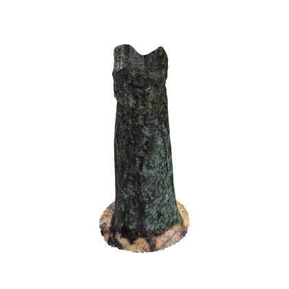 Old Tree