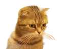 The_Cat_Club.