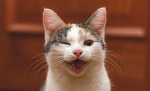 memekiki