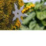 Sunflower Shuriken