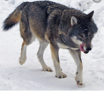 Theofficialwoofsquad