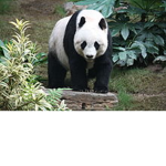 panda patrol da real
