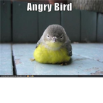 The angry bird