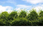Leaves_