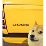 doge m8