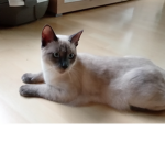 Katzen lieb #####