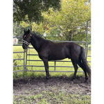 horse riding groups