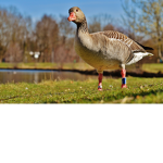gg - goose group