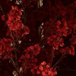 🌹