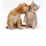 Cute Puppies and Kittens