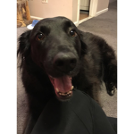 Doggo Storm