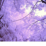 Sakura Guardian Forest