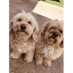 Fully dogs