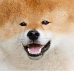 Luckydoge's Fans