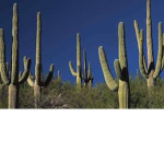 The Cactus People