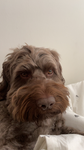 Dogbesties