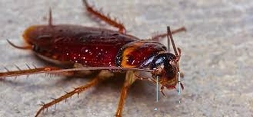 cockroach funeral