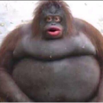 Monke Tribe M.T