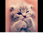 Cat Time's