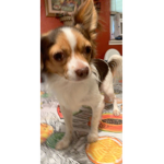 Timmy Tim