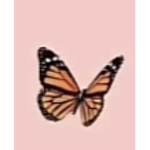 ButterflyBeauty