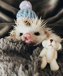 Cozy Hedgehogs