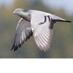 The Pigeon Cafe
