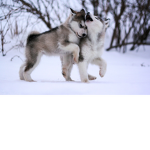 Love to Play
