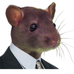 Sewer rAtsss
