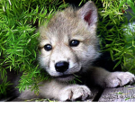 Icey Wolves