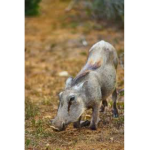 Silver warthogs