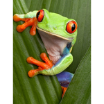 Cute Frog Appreciation Club