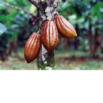 e e no mi = coco coco no mi