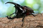 Insects_sh