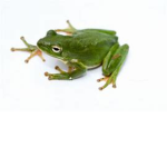 frog squady