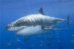 THE SHARKS ARMY