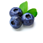 BLUEBERRYS! ##########!