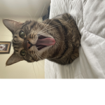 Kittyfans123