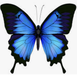 *Butterfly Clothing*