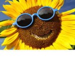 -sunflower-garden-