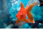 Golden Time of Fishes